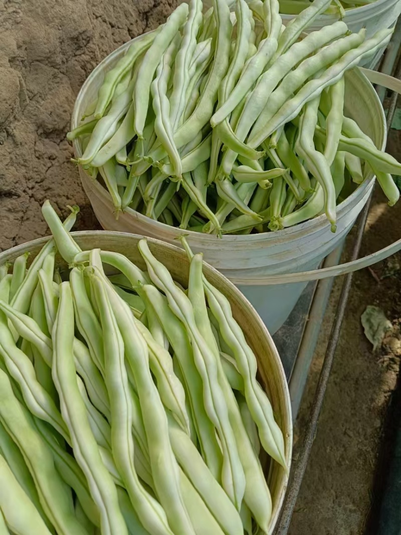 绿头老来少芸豆大量上市，基地自营，无代办费用，，，，，
