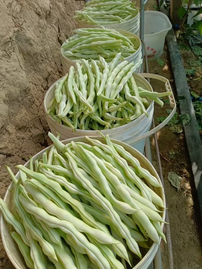 绿头老来少芸豆大量上市，基地自营，无代办费用，，，，，