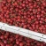 小樱桃红玛瑙樱桃四川樱桃甜咪咪樱桃有机种植樱桃