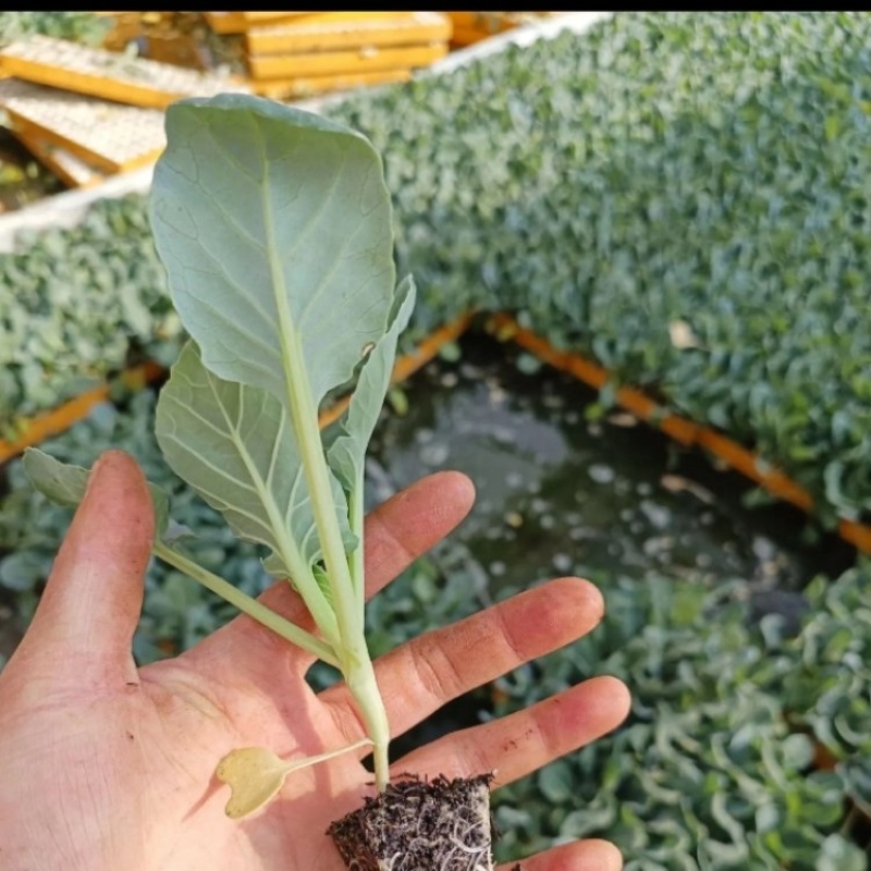 云南精品甘蓝苗圆包菜苗平包菜苗品质保证量大从优