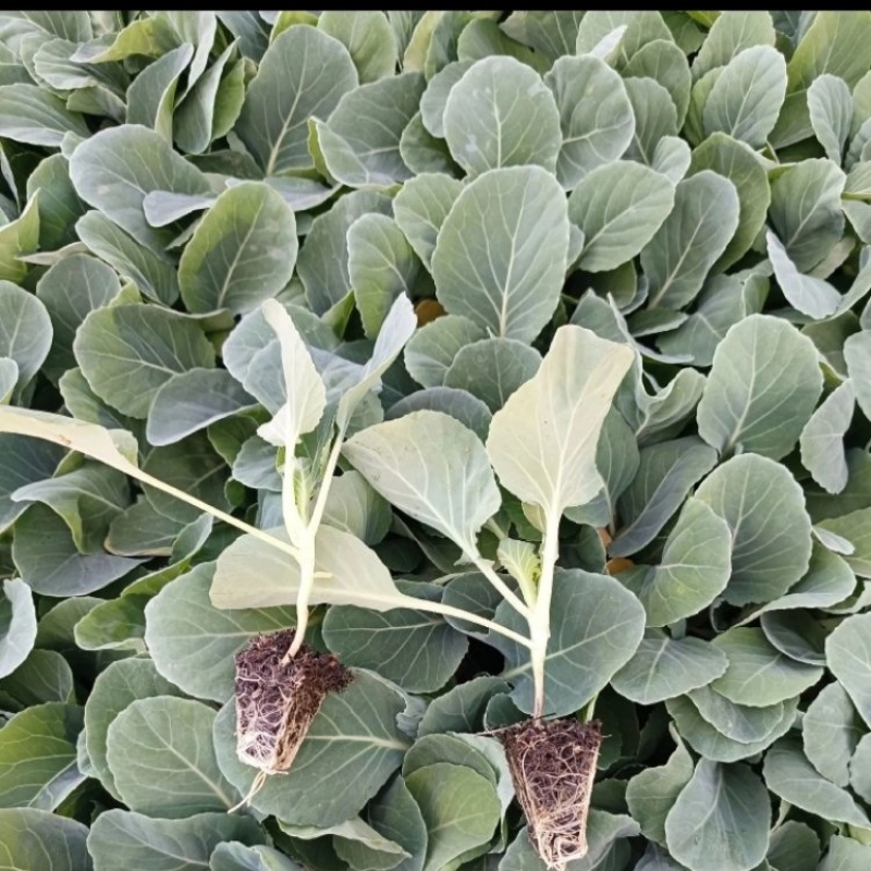 云南精品甘蓝苗圆包菜苗平包菜苗品质保证量大从优