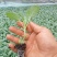 云南精品甘蓝苗圆包菜苗平包菜苗品质保证量大从优
