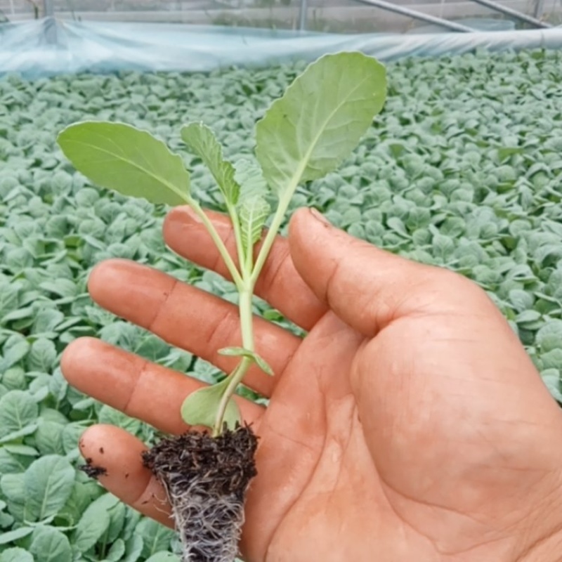云南精品甘蓝苗圆包菜苗平包菜苗品质保证量大从优