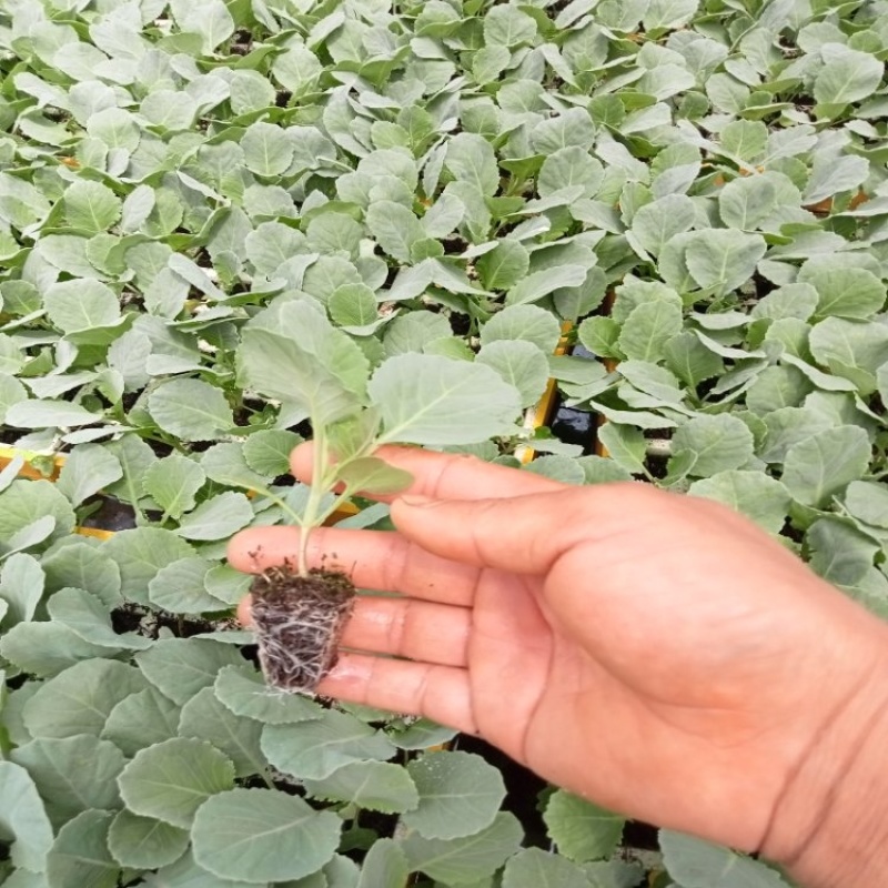 云南精品甘蓝苗圆包菜苗平包菜苗品质保证量大从优