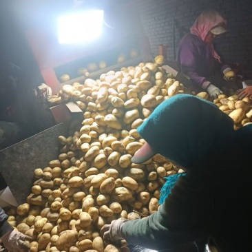 精品承德土豆大量上市产地直发价格优惠支持视频看货来电