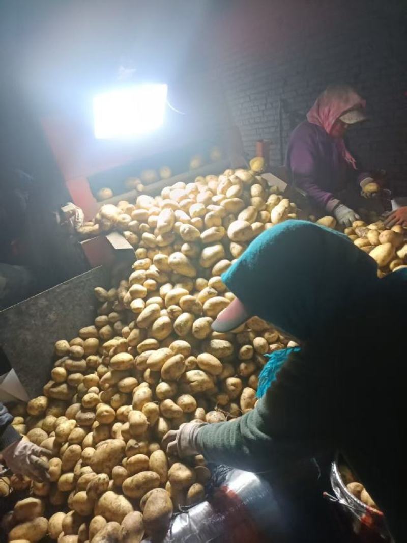 精品承德土豆大量上市产地直发价格优惠支持视频看货来电