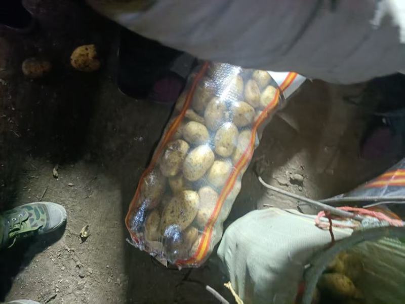 精品承德土豆大量上市产地直发价格优惠支持视频看货来电