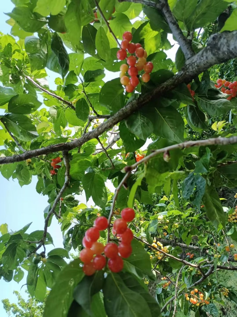 小樱桃红玛瑙樱桃四川樱桃甜咪咪樱桃有机种植樱桃