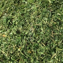 相思茶【包邮】三斤起发货可批量可零售量大从优