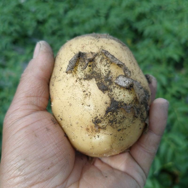 新土豆