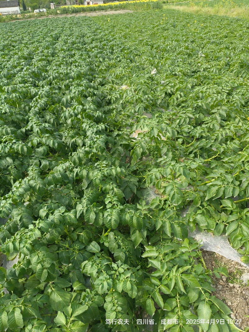 新土豆