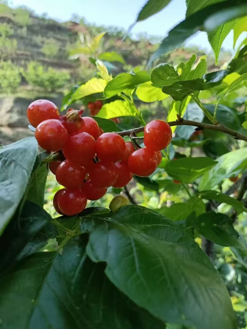 小樱桃红玛瑙樱桃四川樱桃甜咪咪樱桃有机种植樱桃