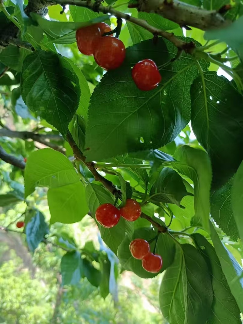 小樱桃红玛瑙樱桃四川樱桃甜咪咪樱桃有机种植樱桃