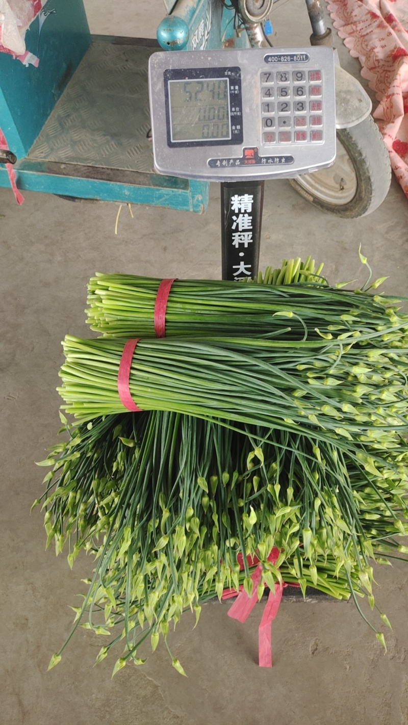 韭菜韭苔代办，诚信为本，实力强，服务准时，费用低
