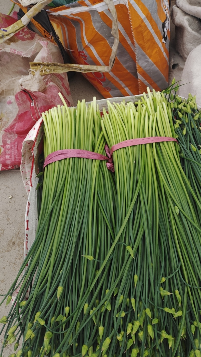 韭菜韭苔代办，诚信为本，实力强，服务准时，费用低