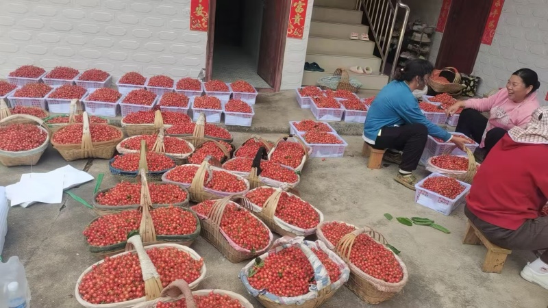 小樱桃红玛瑙樱桃四川樱桃甜咪咪樱桃有机种植樱桃