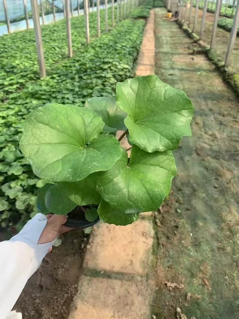大吴风草基地直发耐寒耐热室外冬季花卉绿植盆栽