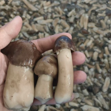 赤松茸盐水菇大量供应产地直发诚信经信量大从优
