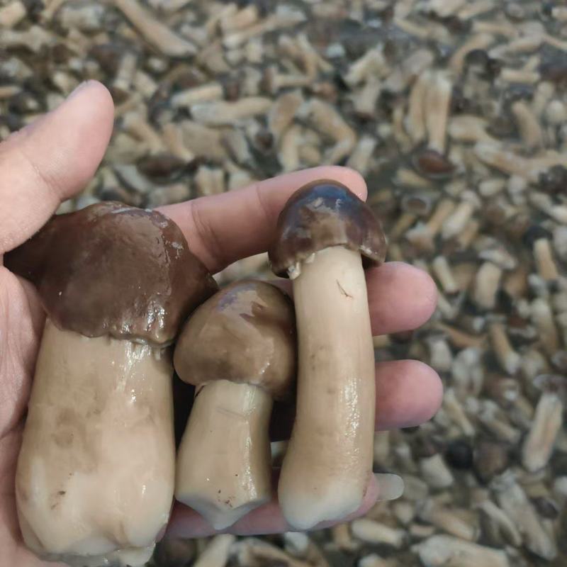 赤松茸盐水菇大量供应产地直发诚信经信量大从优