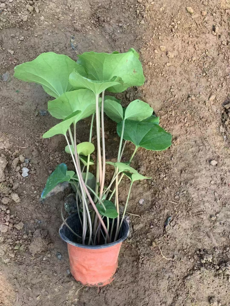 大吴风草基地直发耐寒耐热室外冬季花卉绿植盆栽