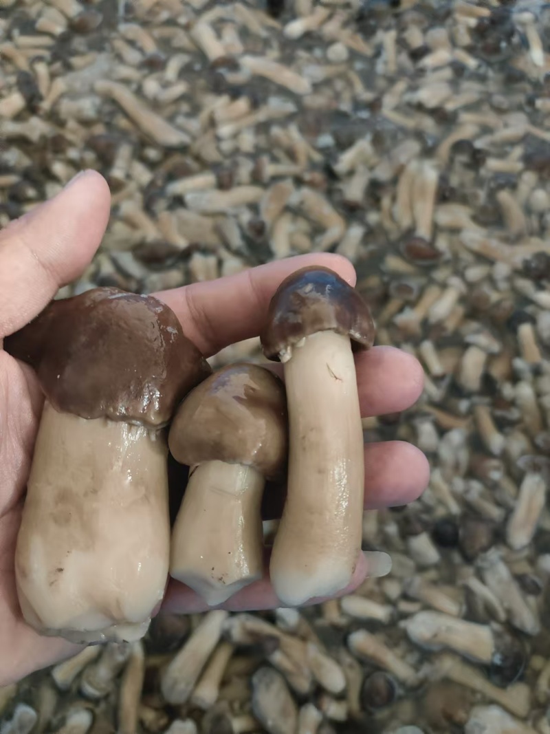 赤松茸盐水菇大量供应产地直发诚信经信量大从优