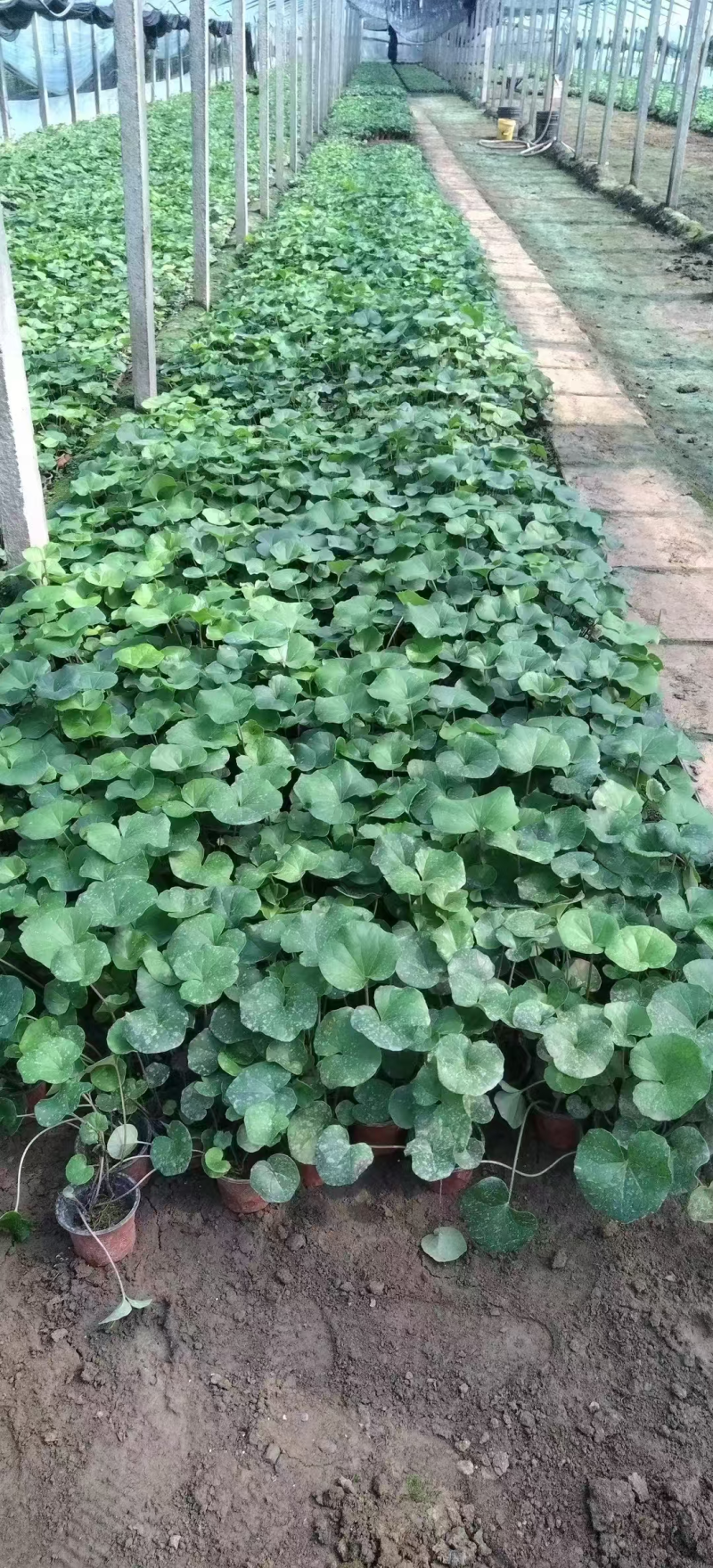 大吴风草基地直发耐寒耐热室外冬季花卉绿植盆栽