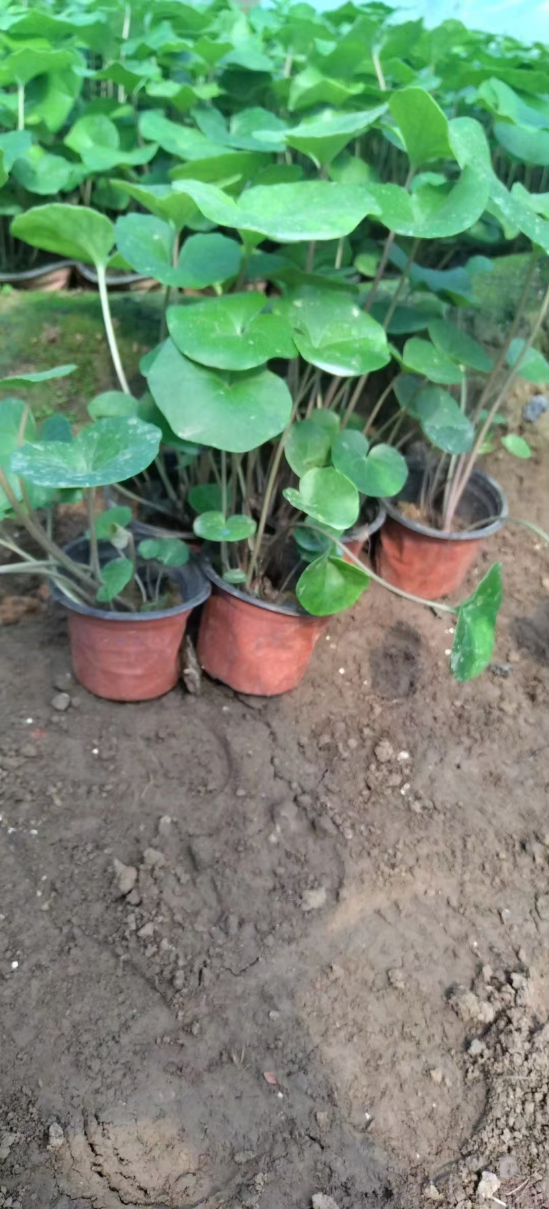 大吴风草基地直发耐寒耐热室外冬季花卉绿植盆栽