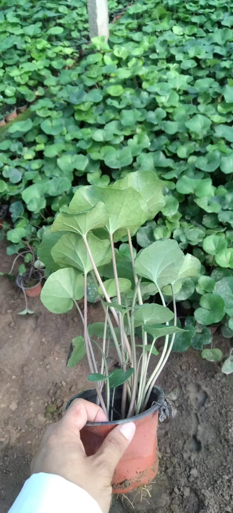 大吴风草基地直发耐寒耐热室外冬季花卉绿植盆栽