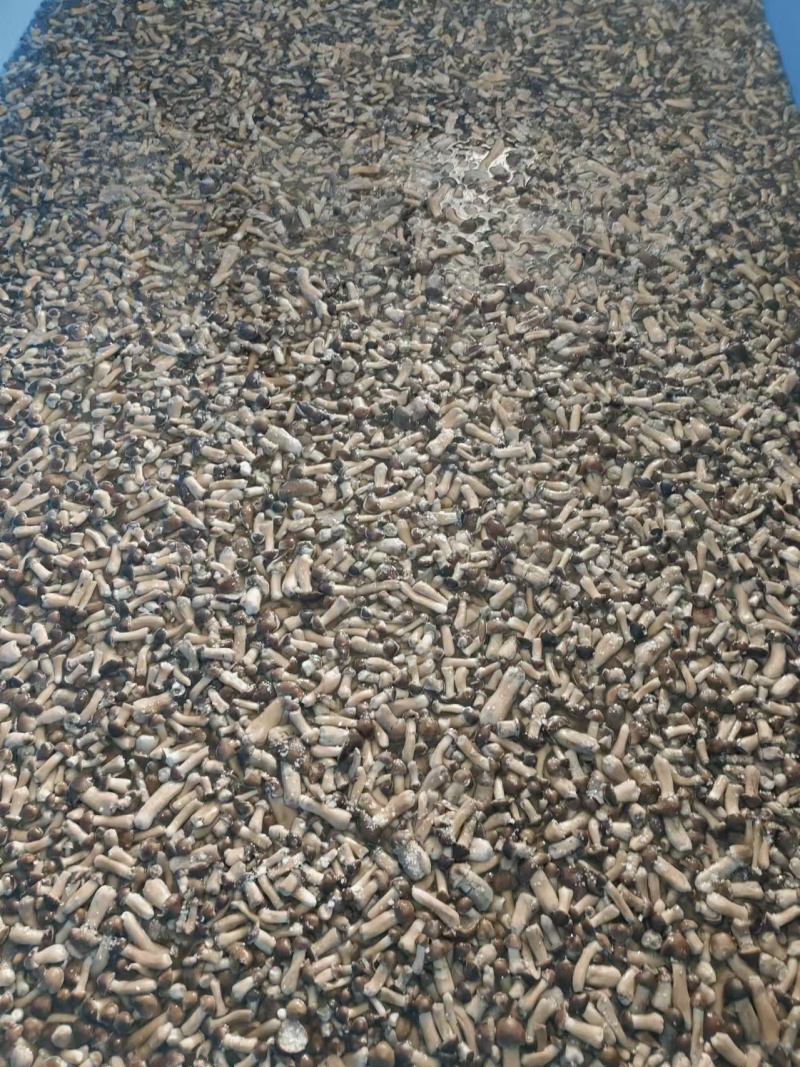 赤松茸盐水菇大量供应产地直发诚信经信量大从优