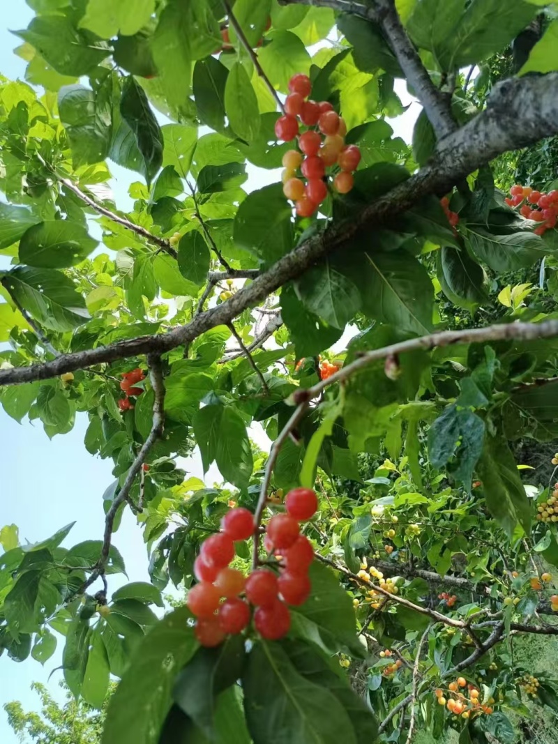 小樱桃红玛瑙樱桃四川樱桃甜咪咪樱桃