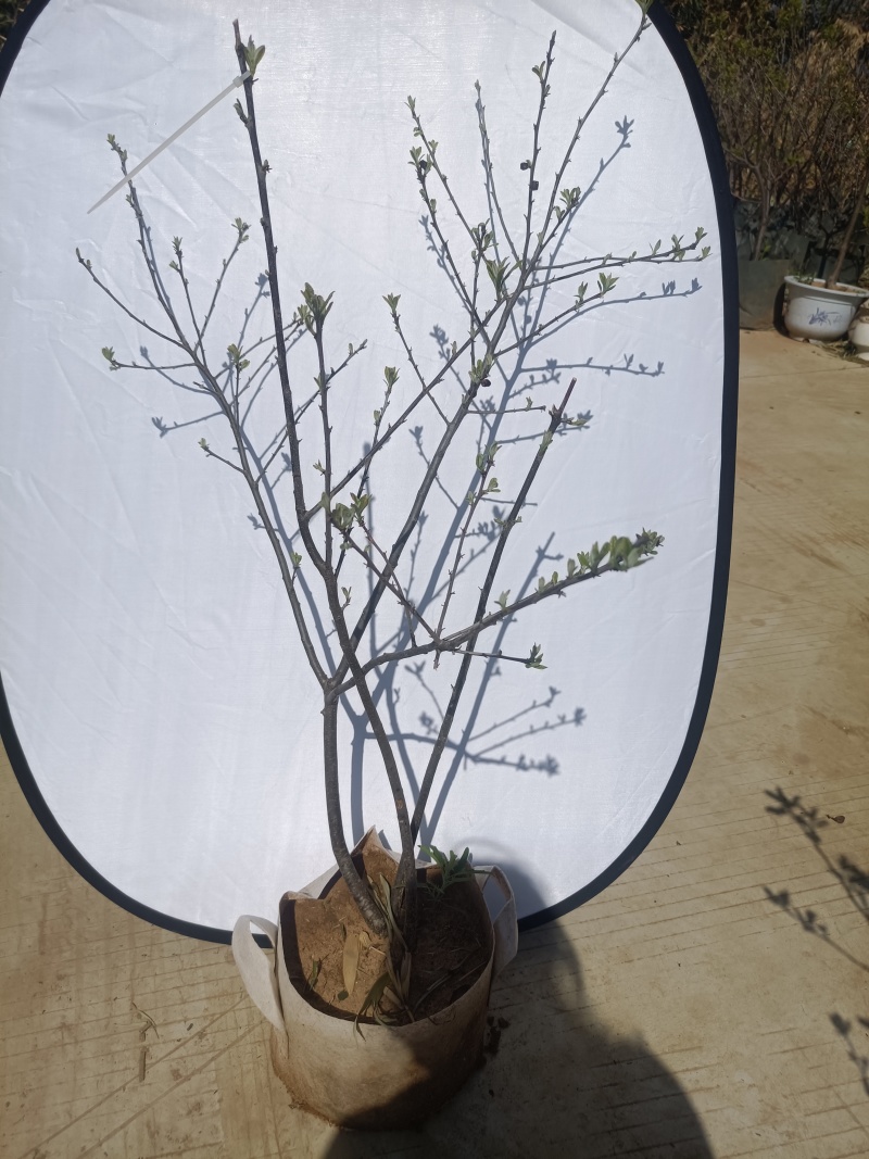 冬青北美冬青5-10年苗土地到期便宜处理但是质量是杠杠的