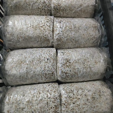 赤松茸菌种大球盖菇菌种山东基地直发保质保量