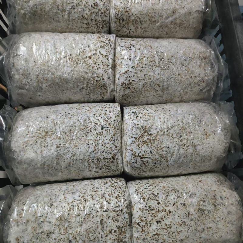 赤松茸菌种大球盖菇菌种山东基地直发保质保量