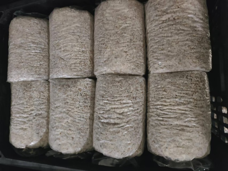 赤松茸菌种大球盖菇菌种山东基地直发保质保量