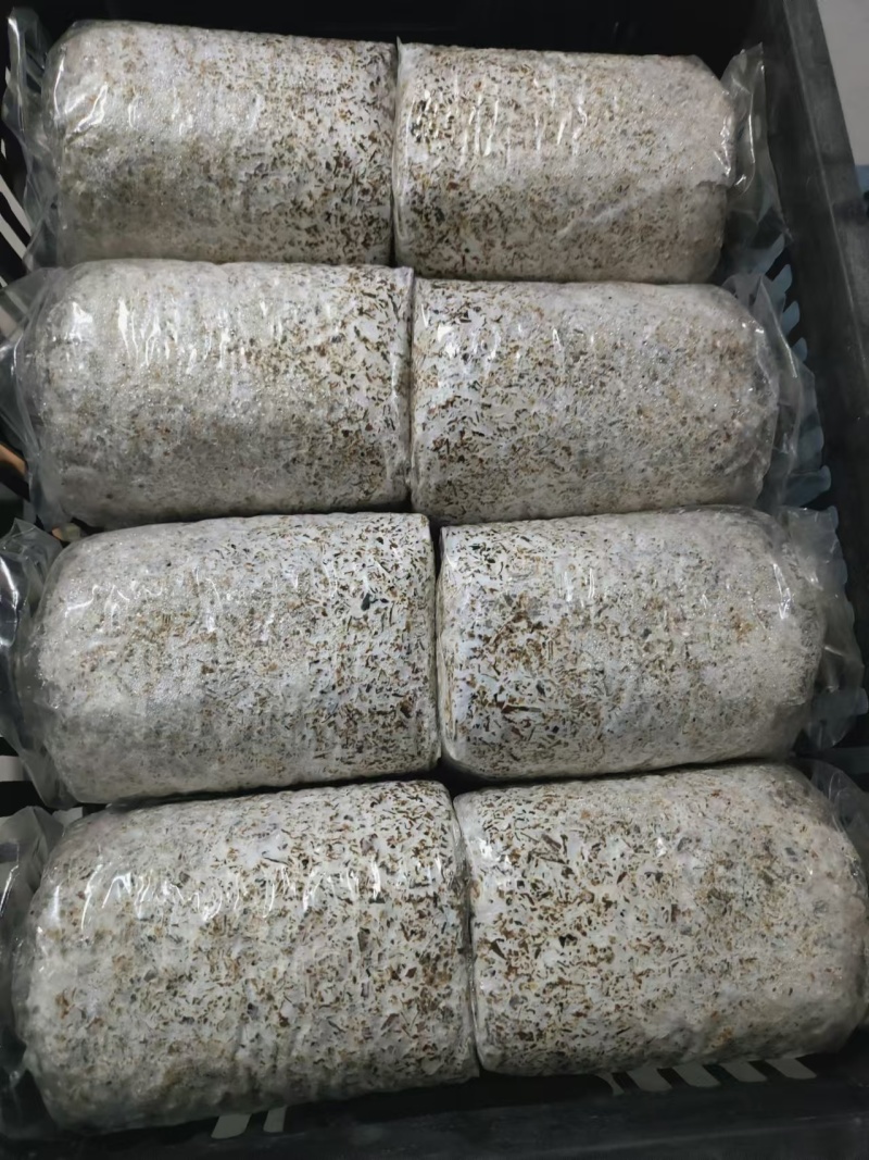 赤松茸菌种大球盖菇菌种山东基地直发保质保量