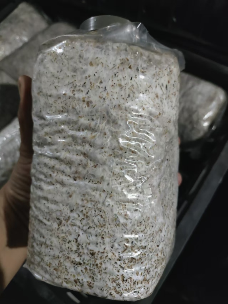 赤松茸菌种大球盖菇菌种山东基地直发保质保量