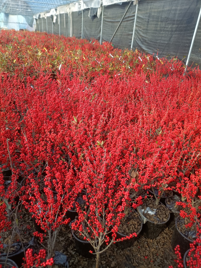 冬青北美冬青5-10年苗土地到期便宜处理但是质量是杠杠的