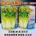 广东范记一号黄心芹种子空心芹菜种子高产芹菜耐热香芹种籽