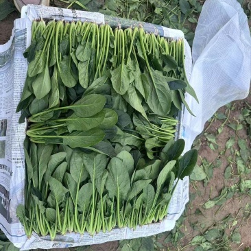 精品产地菠菜