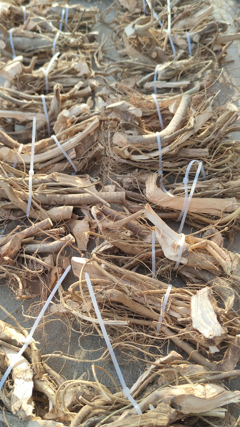 白花牛奶根