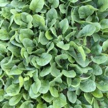 黑盾1号菠菜种子耐寒耐抽苔黑绿油亮菠菜种籽易捆绑春秋蔬菜