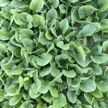 黑盾1号菠菜种子耐寒耐抽苔黑绿油亮菠菜种籽易捆绑春秋蔬菜