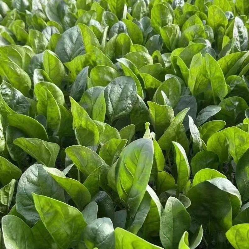 黑盾1号菠菜种子耐寒耐抽苔黑绿油亮菠菜种籽易捆绑春秋蔬菜