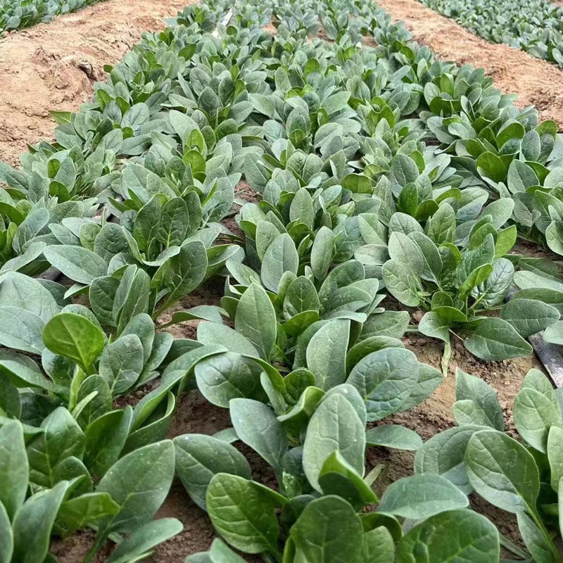 黑盾1号菠菜种子耐寒耐抽苔黑绿油亮菠菜种籽易捆绑春秋蔬菜
