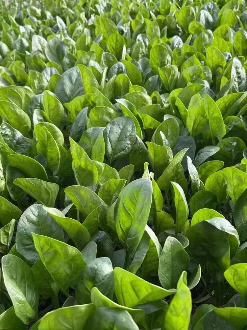 黑盾1号菠菜种子耐寒耐抽苔黑绿油亮菠菜种籽易捆绑春秋蔬菜