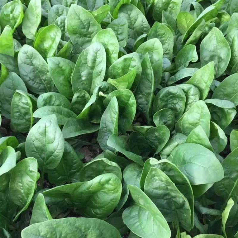 黑盾1号菠菜种子耐寒耐抽苔黑绿油亮菠菜种籽易捆绑春秋蔬菜