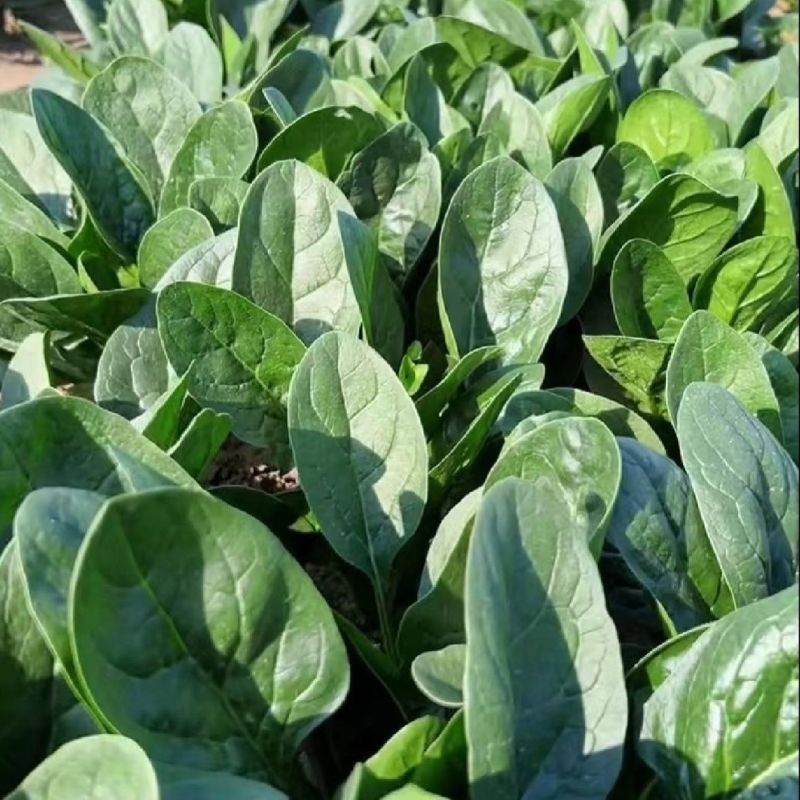 黑盾1号菠菜种子耐寒耐抽苔黑绿油亮菠菜种籽易捆绑春秋蔬菜