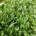 黑盾1号菠菜种子耐寒耐抽苔黑绿油亮菠菜种籽易捆绑春秋蔬菜