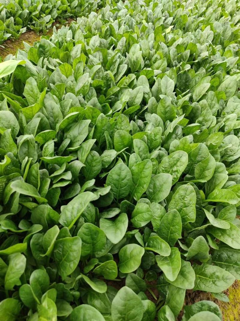黑盾1号菠菜种子耐寒耐抽苔黑绿油亮菠菜种籽易捆绑春秋蔬菜