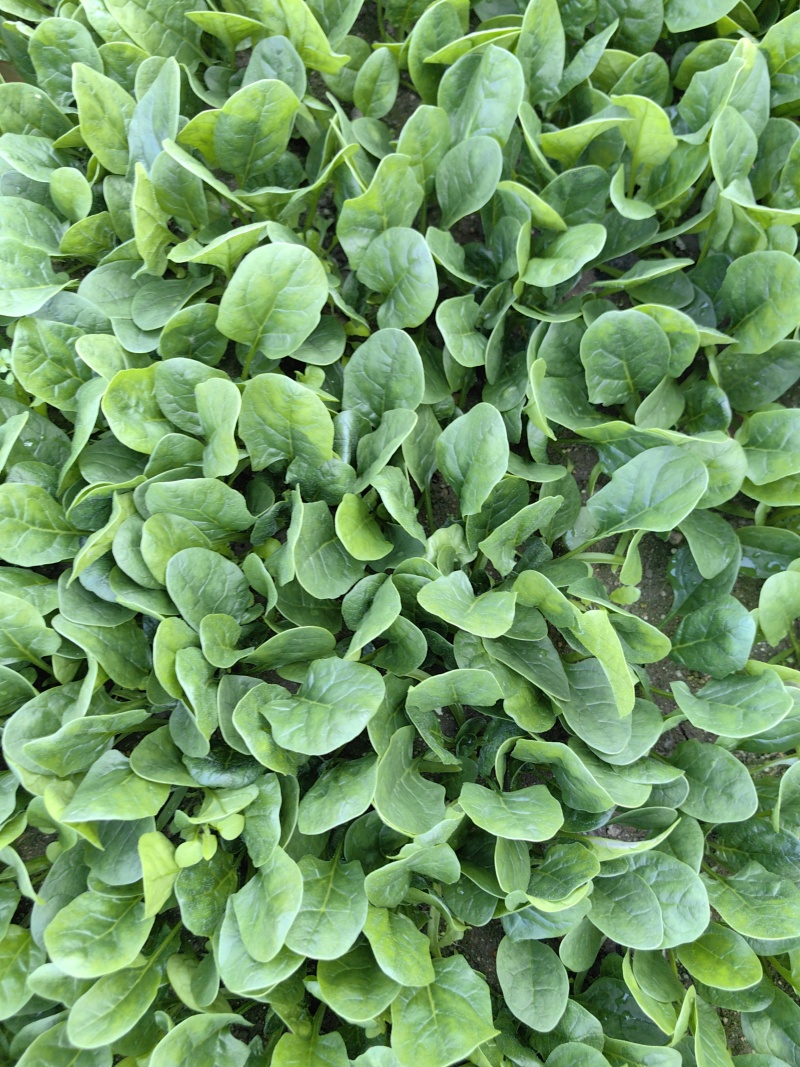 黑盾1号菠菜种子耐寒耐抽苔黑绿油亮菠菜种籽易捆绑春秋蔬菜